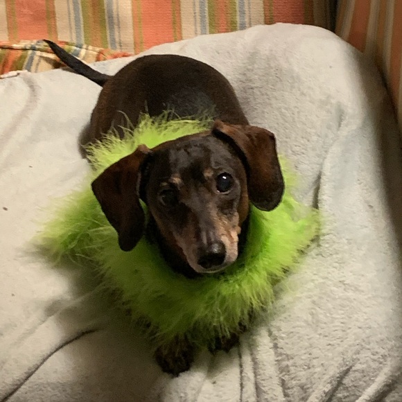 Meet your Posher, Robin - Picture 1 of 1